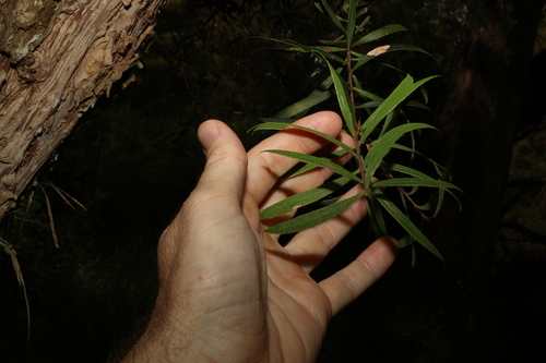 Image of Melaleuca montana by (c) Greg Tasney, some rights reserved (CC BY-SA)
