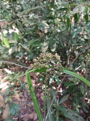 Hypolytrum nemorum nemorum