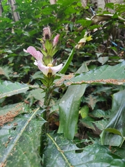 Acanthus spinosus