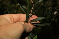 Melaleuca montana