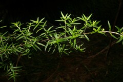 Prostanthera scutellarioides