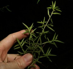 Prostanthera scutellarioides
