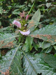 Acanthus spinosus