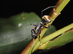 Polyrhachis ammon