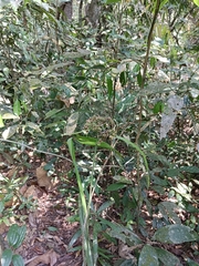 Hypolytrum nemorum nemorum