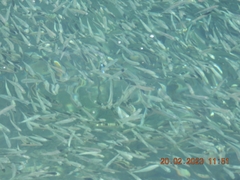 Abudefduf vaigiensis