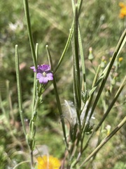 Epilobium gunnianum