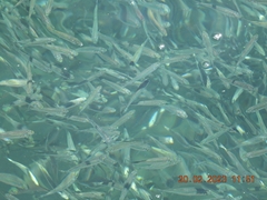 Abudefduf vaigiensis