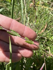 Epilobium gunnianum