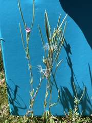 Epilobium gunnianum