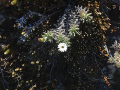 Celmisia angustifolia