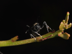 Polyrhachis ammon