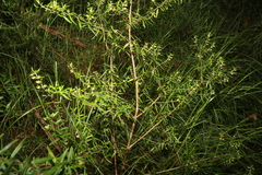 Prostanthera scutellarioides