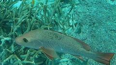 Lutjanus argentimaculatus