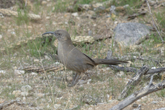 Toxostoma crissale