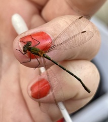 Austrolestes cingulatus