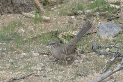 Toxostoma crissale