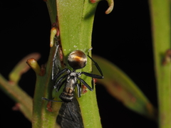 Polyrhachis ammon