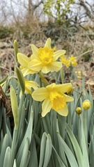 Narcissus