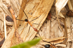 Leptomyrmex varians