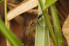 Leptomyrmex varians