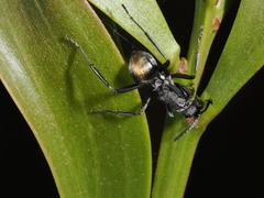 Polyrhachis ammon