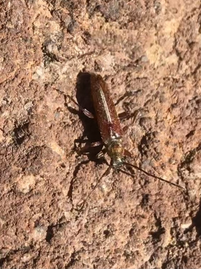 roundheaded cone borer