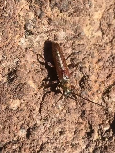 roundheaded cone borer