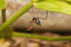 Leptomyrmex varians