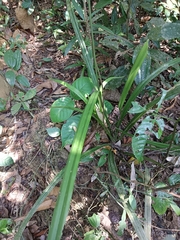 Hypolytrum nemorum nemorum