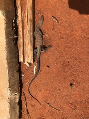 Varanus tristis