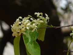 Holarrhena pubescens