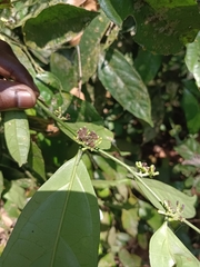 Gomphandra tetrandra