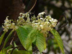 Holarrhena pubescens