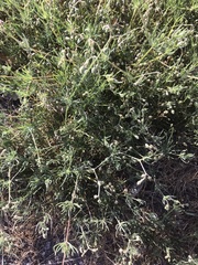 Spergula