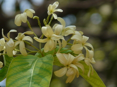 Holarrhena pubescens