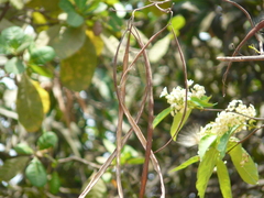 Holarrhena pubescens