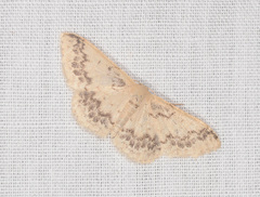 Idaea pseliota