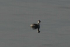 Podiceps auritus