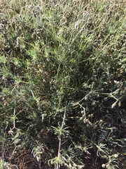 Spergula