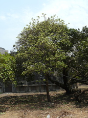 Holarrhena pubescens