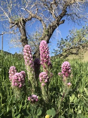 Castilleja exserta