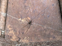 Pachyrhamma acanthocerum