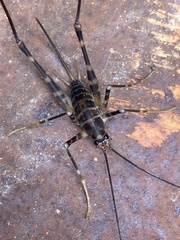 Pachyrhamma acanthocerum