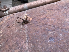 Pachyrhamma acanthocerum