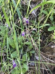 Collinsia sparsiflora