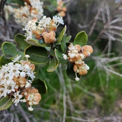 Ceanothus crassifolius