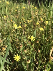 Blennosperma nanum