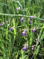 Collinsia sparsiflora