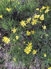 Ericameria linearifolia